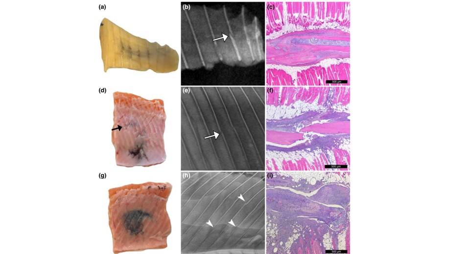 Makroskopiske, radiografiske og histologiske resultater. For full bildetekst se, figur 10 i den vitenskapelige artikkelen. Makroskopiske, radiografiske og histologiske resultater. For full bildetekst se, figur 10 i den vitenskapelige artikkelen.