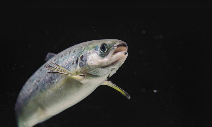 «Robust smolt» handler om mer enn vekst