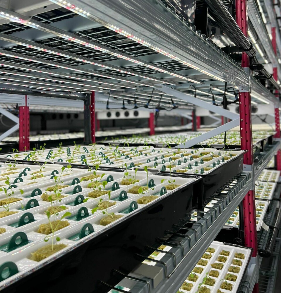Fabrikken deres på Kvarøy har plass til
60.000 salater, bygget i Fauske skal romme 150.000.