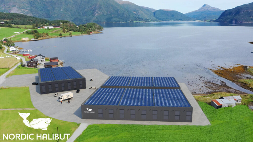 Illustrasjon av Nordic Halibuts planlagte anlegg i Torjulvågen på Tingvoll på Nordmøre i Møre og Romsdal Illustrasjon av Nordic Halibuts planlagte anlegg i Torjulvågen på Tingvoll på Nordmøre i Møre og Romsdal