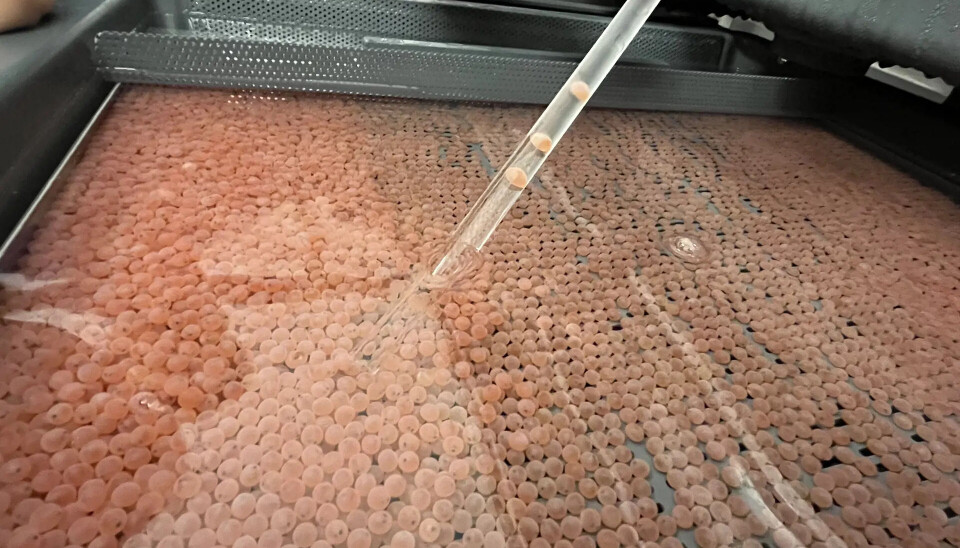 Tredje batch med rogn fra Benchmark Genetics Tredje batch med rogn fra Benchmark Genetics