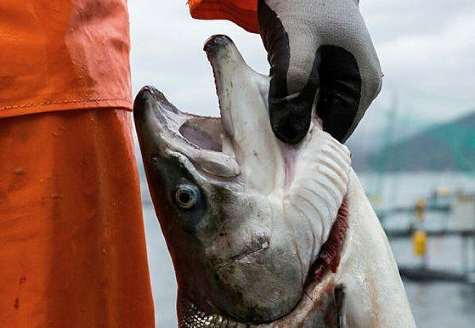 58 millioner oppdrettslaks døde i 2022