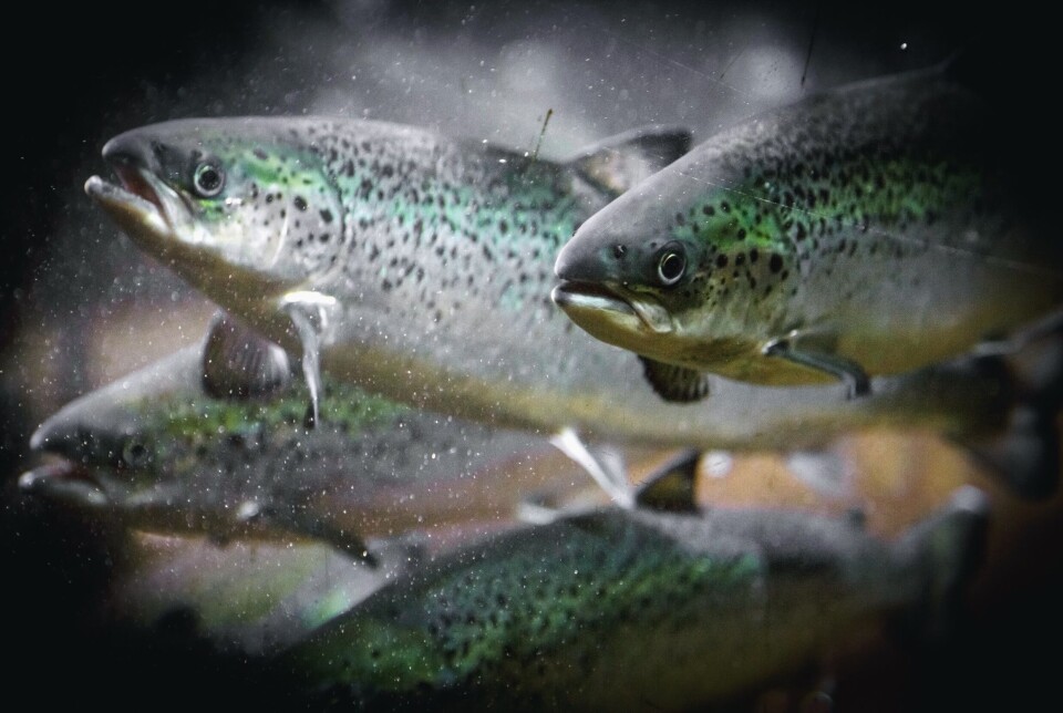 Forskerne mener at funnene de har beskrevet er næringsrelevante siden mange i havbruksnæringen bruker regimer som konstant høy vanntemperatur og vintersignalregimer. Forskerne mener at funnene de har beskrevet er næringsrelevante siden mange i havbruksnæringen bruker regimer som konstant høy vanntemperatur og vintersignalregimer.