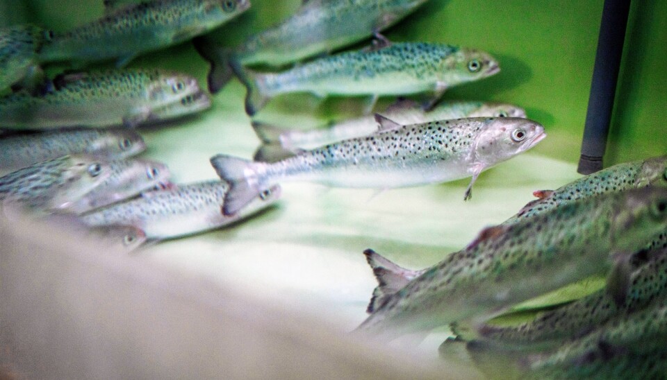 llustrasjonsfoto: Oppdrettslakser har sin barndom i ferskvannskar på land – før de blir påvirket til å 'smoltifisere' seg. llustrasjonsfoto: Oppdrettslakser har sin barndom i ferskvannskar på land – før de blir påvirket til å 'smoltifisere' seg.