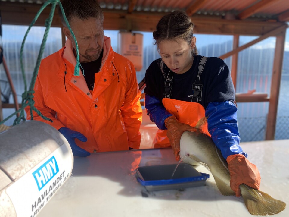 Stryking av stamtorsk hos Havlandet Norcod. Stryking av stamtorsk hos Havlandet Norcod.