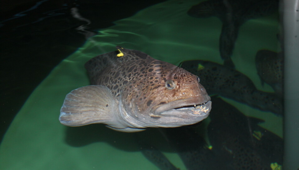 Har flekksteinbit en lovende fremtid som oppdrettsart? Det er ikke selskapet DenVo Wolffish Norway i tvil om. Har flekksteinbit en lovende fremtid som oppdrettsart? Det er ikke selskapet DenVo Wolffish Norway i tvil om.