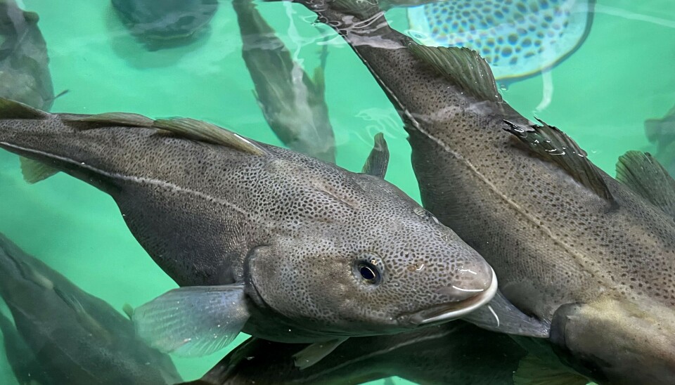 Gyteklar stamfisk hos Nofima i Tromsø.