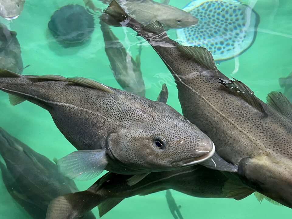 Stamfisken skal komme fra Nofimas anlegg i Tromsø. Stamfisken skal komme fra Nofimas anlegg i Tromsø.