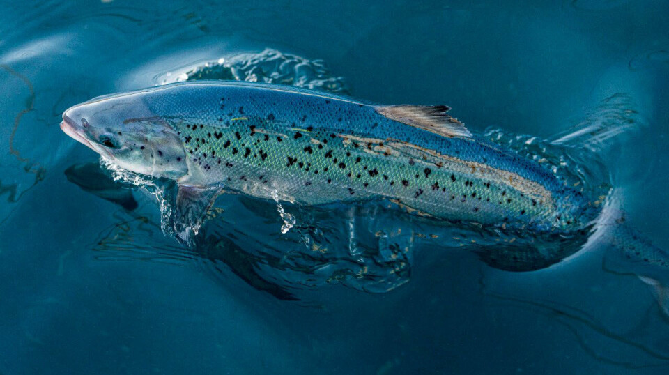 Andfjord Salmon sin laks vokser bra. Bildet er fra den første produksjonen.