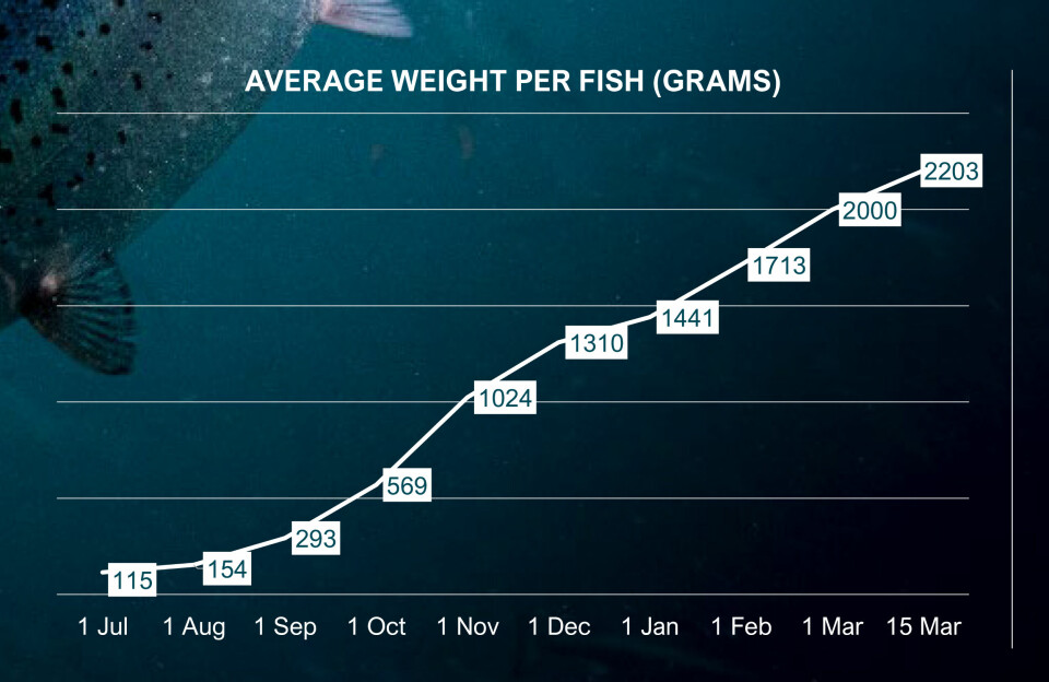 Utvikling av vekt på fisken til Andfjord Salmon per 15. mars 2023.