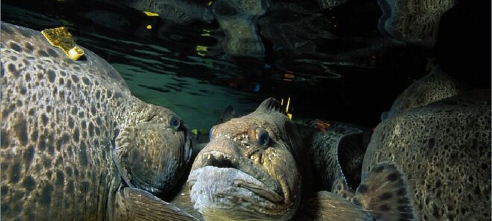 Mener flekksteinbiten er godt egnet for oppdrett