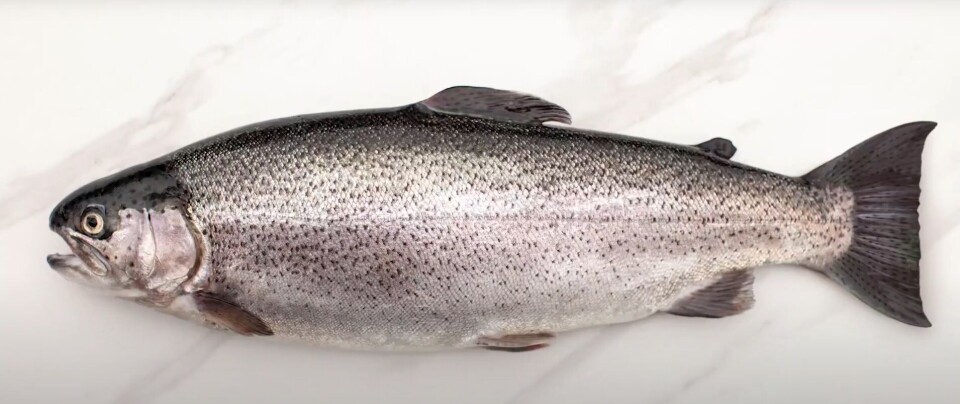 Selskapet Riverence produserer regnbueørret på land i USA. De har vært en av deltagerne i et forskningsprosjekt rundt geosmin. Selskapet Riverence produserer regnbueørret på land i USA. De har vært en av deltagerne i et forskningsprosjekt rundt geosmin.