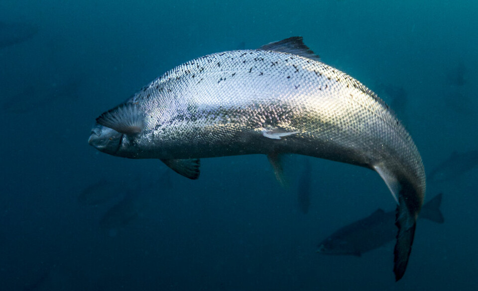 Laksen i bassenget til Andfjord Salmon har passert 3 kg per mai 2023.