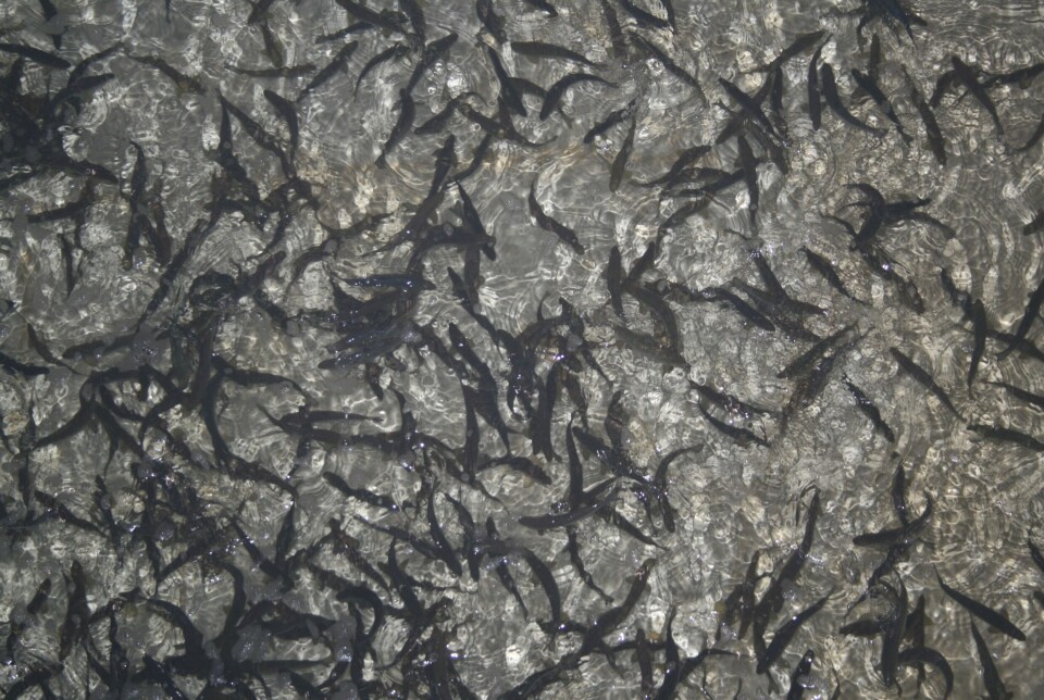 Vel 40 millioner fisk døde i settefiskfasen i fjor.