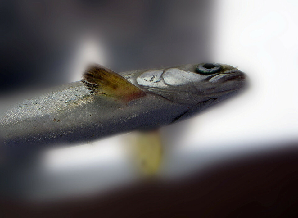I et forskningsprosjekt har man undersøkt om saktere og mer naturlig smoltutvikling fører til bedre hjertehelse og overlevelse hos oppdrettslaks. I et forskningsprosjekt har man undersøkt om saktere og mer naturlig smoltutvikling fører til bedre hjertehelse og overlevelse hos oppdrettslaks.