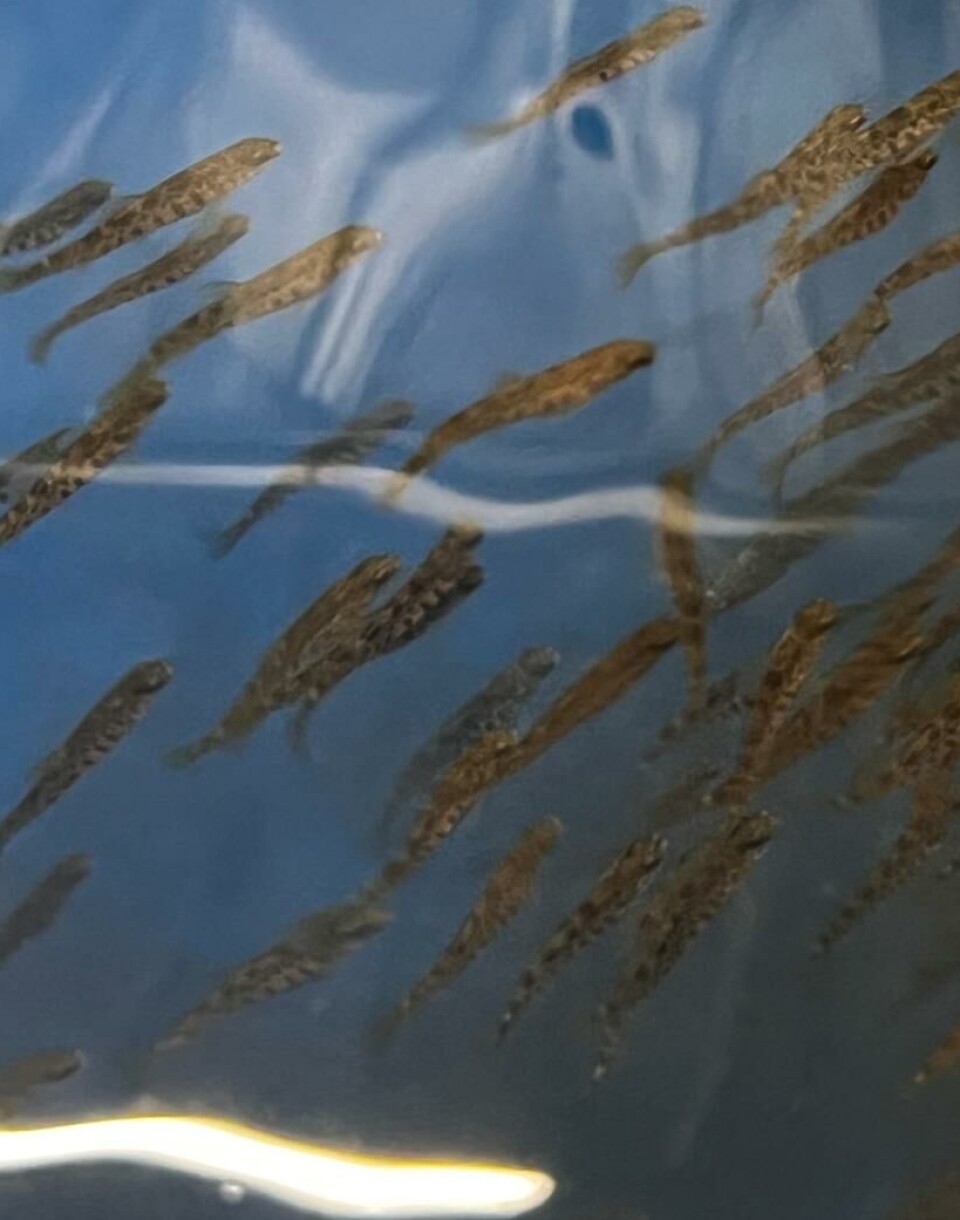 Proximar Seafood forventer å slakte første fisk fra anlegget i tredje kvartal 2023.