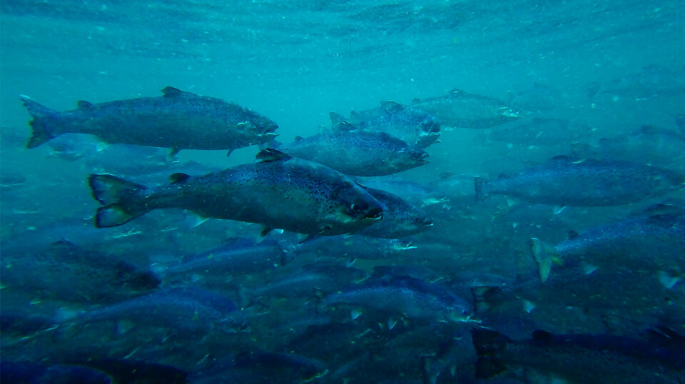 Laksen hos Salmon Evolution på Indre Harøy er behandlet med ferskvann og den forøkte dødeligheten er håndtert.