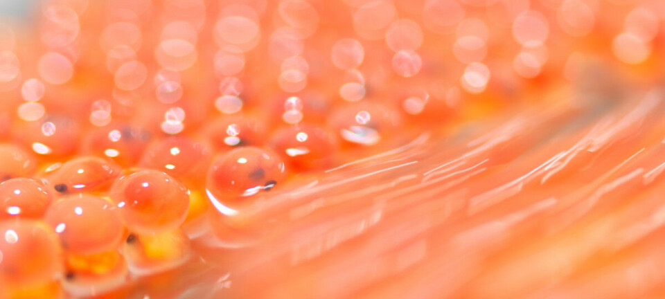 Benchmark er til salgs