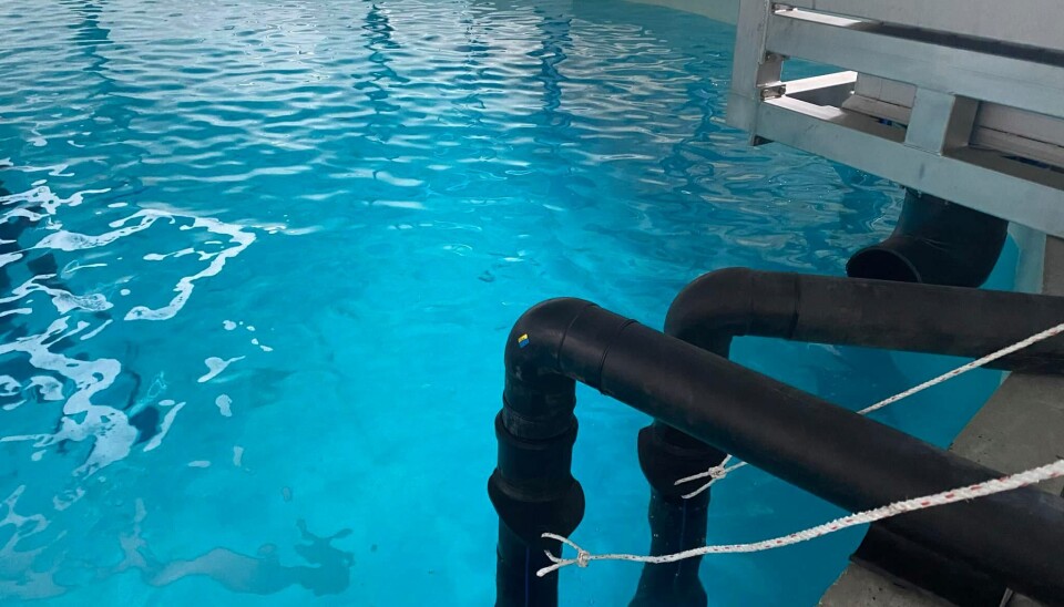 Fra Ice Fish Farm sin smoltproduksjon på Island. I 2024 vil selskapet sette ut 7 millioner smolt. Fra Ice Fish Farm sin smoltproduksjon på Island. I 2024 vil selskapet sette ut 7 millioner smolt.