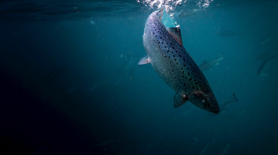 Laks fra Andfjord Salmon per mai 2023