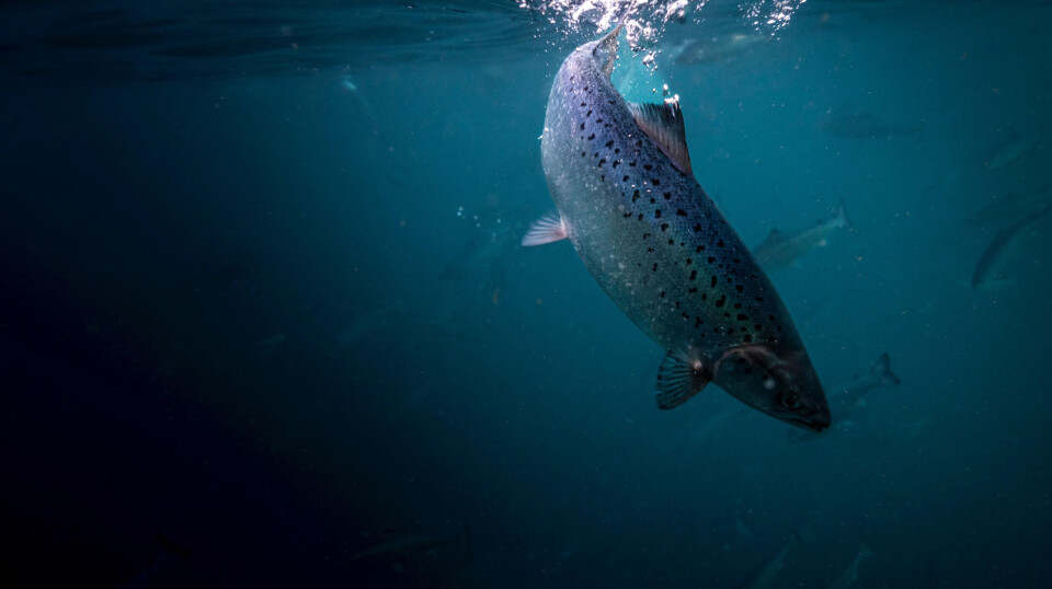 Laks fra Andfjord Salmon per mai 2023 Laks fra Andfjord Salmon per mai 2023
