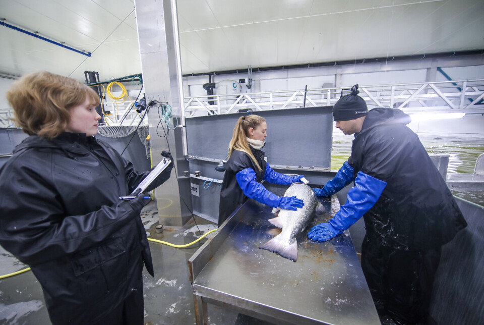Benchmark Genetics kan nå utvide stamfiskproduksjonen sin. Benchmark Genetics kan nå utvide stamfiskproduksjonen sin.