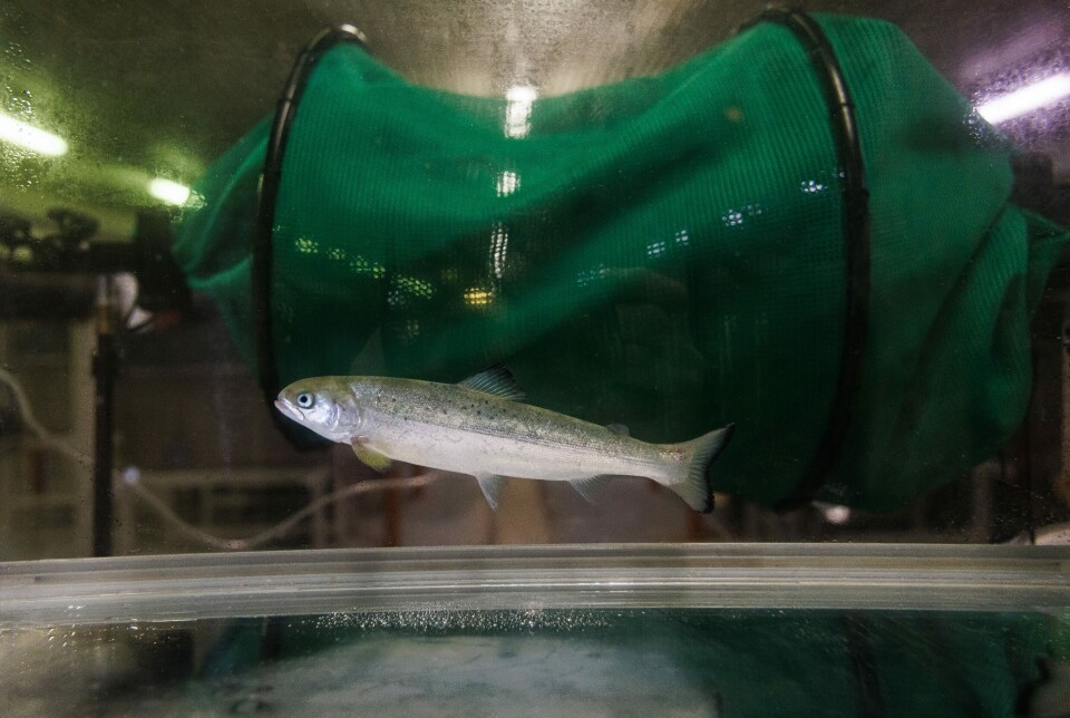 Postsmolt fra Sunndalsøra, smolt, settefisk Postsmolt fra Sunndalsøra, smolt, settefisk