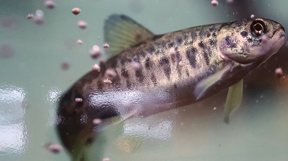 Kontinuerlig lysbehandling fra februar fremskynder smoltifiseringstidspunktet hos laks med opptil en måned, er en av konklusjonene i en ny forskningsartikkel. Kontinuerlig lysbehandling fra februar fremskynder smoltifiseringstidspunktet hos laks med opptil en måned, er en av konklusjonene i en ny forskningsartikkel.