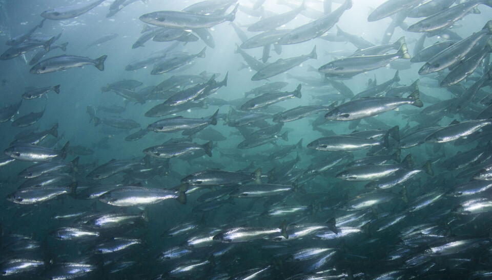 Studie: Kolin fra krill gir bedre tarm- og leverhelse hos laks