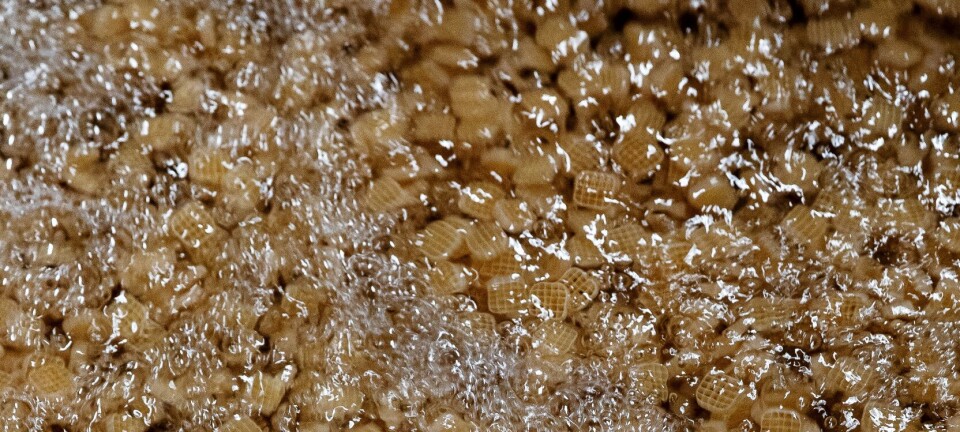 Bør biofilteret desinfiseres mellom hvert innsett?