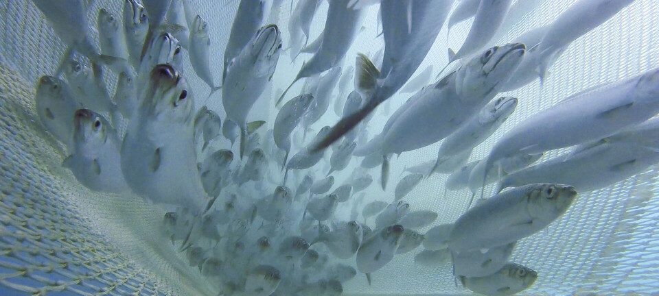 Nytt toppår for norske fiskere: Makrellen til himmels - nedgang for torsken