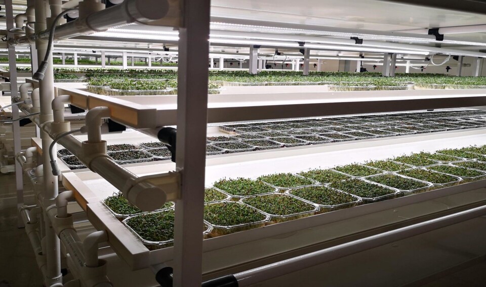 Lakseslam gir verdifull næring til plantene. Lakseslam gir verdifull næring til plantene.