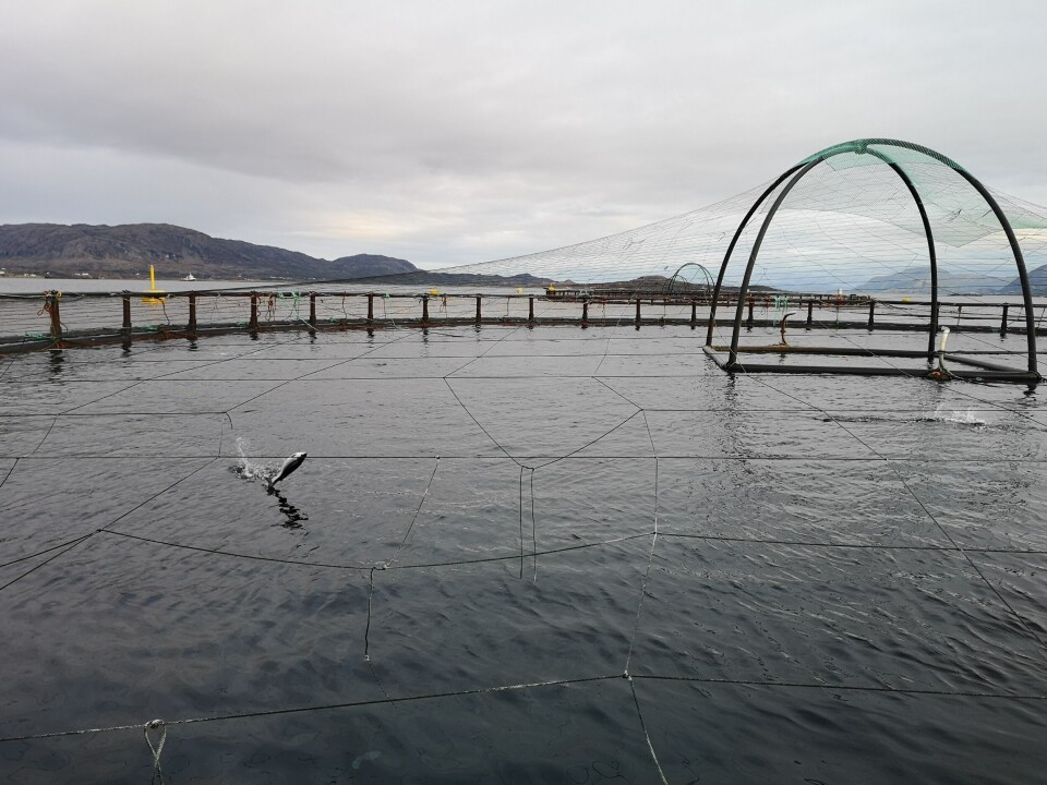Innovasjonsprosjektet CtrlAQUA prosjektet viste at den minste fisken vokste best. Foto: Ole Andreas Drønen Innovasjonsprosjektet CtrlAQUA prosjektet viste at den minste fisken vokste best. Foto: Ole Andreas Drønen