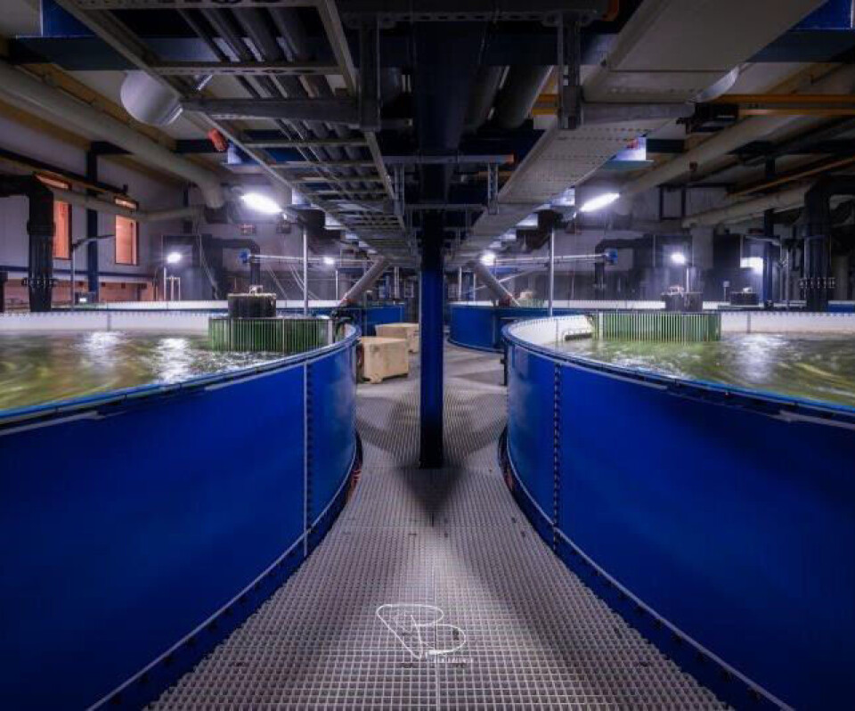 Kar i hallene til Kingfish Company i Nederland.