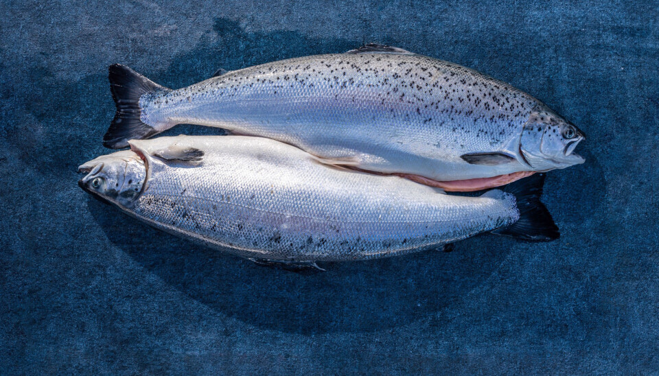 Laks fra den første slaktingen til Andfjord Salmon. Laks fra den første slaktingen til Andfjord Salmon.