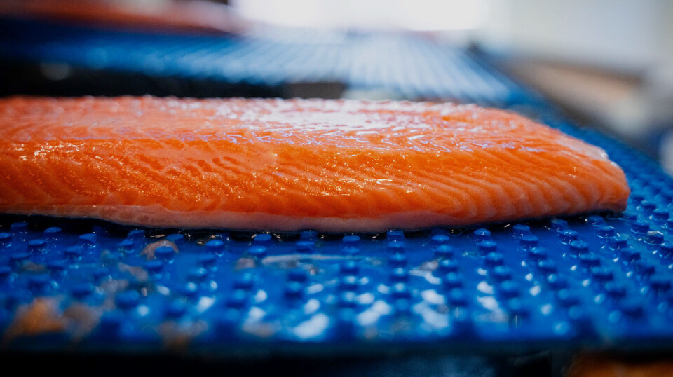 Filet fra fisk fra den første slaktingen til Andfjord Salmon. Tilbakemeldingene fra kundene var gode ifølge selskapet. Filet fra fisk fra den første slaktingen til Andfjord Salmon. Tilbakemeldingene fra kundene var gode ifølge selskapet.