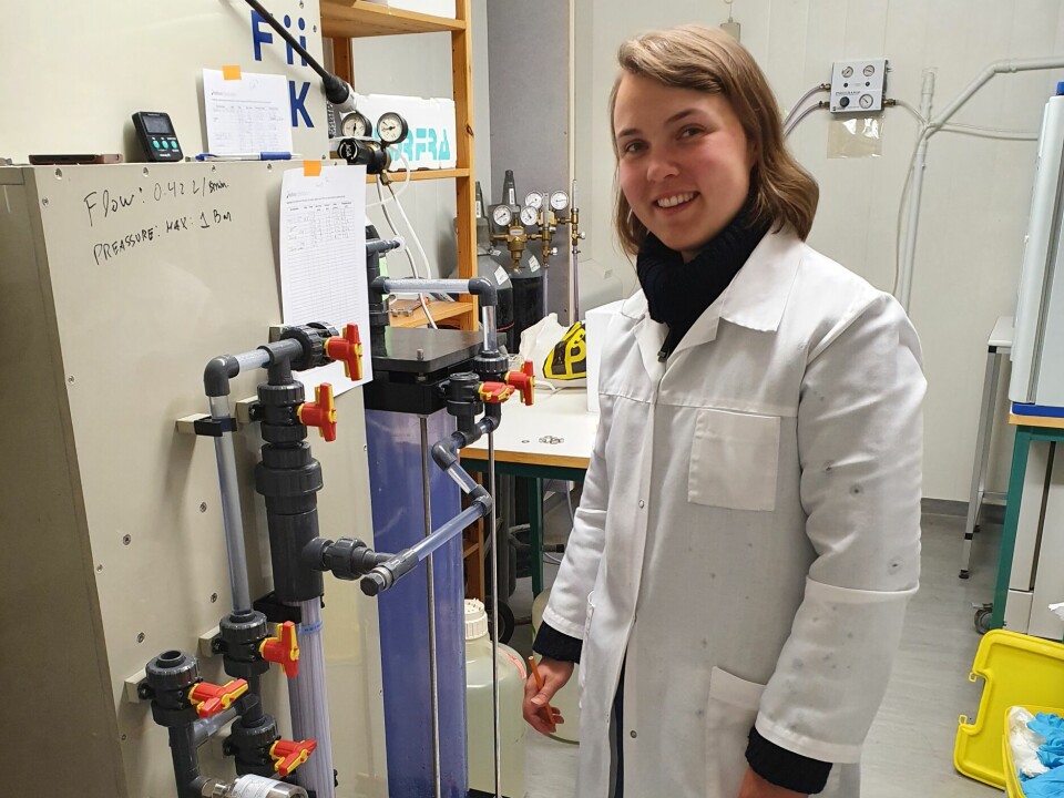 Margit Ertresvåg Jakobsen i felten hvor hun utfører testing av desinfeksjonsmetoder sammen med Nofima.