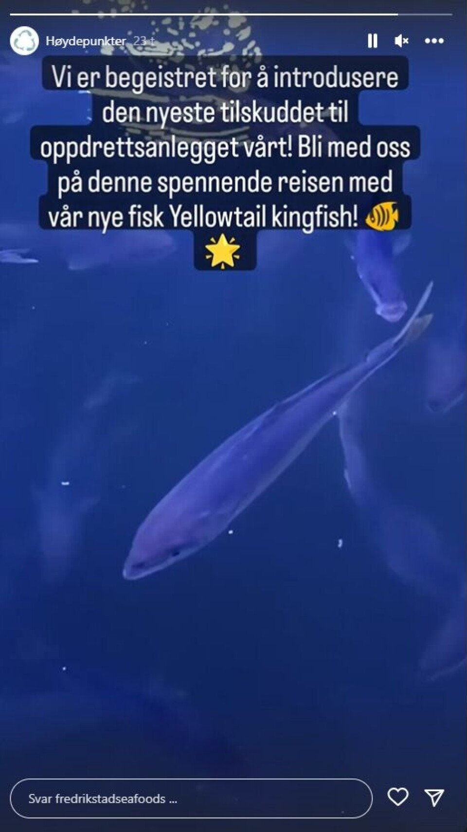 Screenshot Instainnlegg Nordic Kingfish