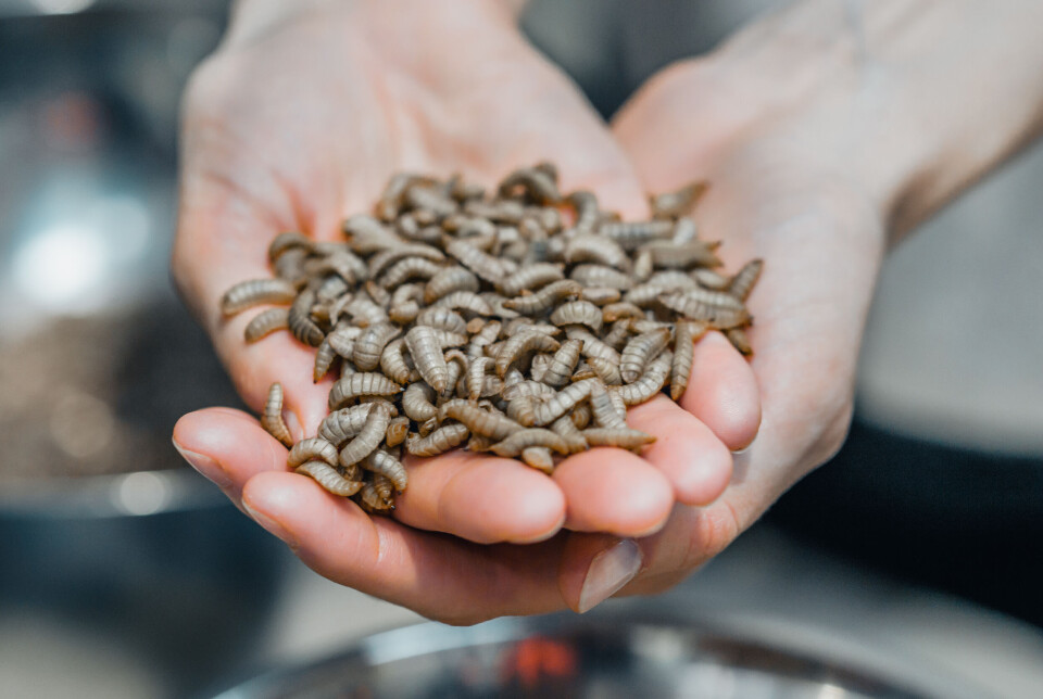Larver fra svart soldatflue (Hermetia illucens) produseres i fabrikken til insektprodusenten Innovafeed i Frankrike, og prosesseres for å brukes i fôr. Larver fra svart soldatflue (Hermetia illucens) produseres i fabrikken til insektprodusenten Innovafeed i Frankrike, og prosesseres for å brukes i fôr.
