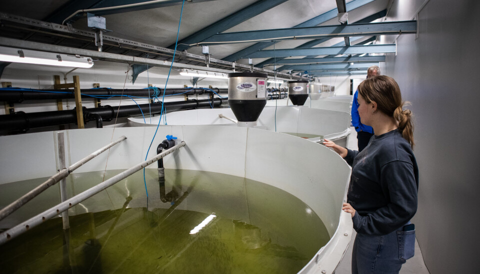 BioFish har i løpet av den siste tiden gjort store fremskritt på utbyggingen av anlegget.