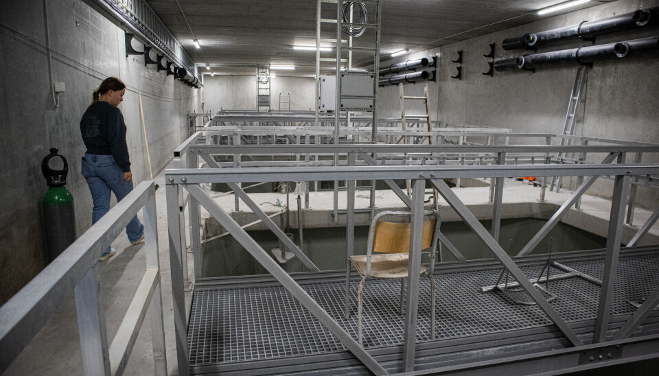 BioFish jobber nå med å få stor kapasitet i alle ledd, fra yngel til postsmolt. BioFish jobber nå med å få stor kapasitet i alle ledd, fra yngel til postsmolt.