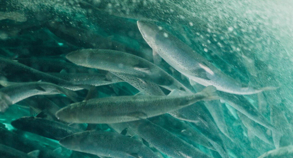 Atlantic Sapphire slaktet mye mer fisk i årets Q3 enn i fjorårets.