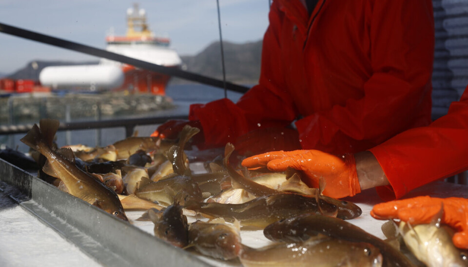 Sortering av torsk hos havlandet. Sortering av torsk hos havlandet.