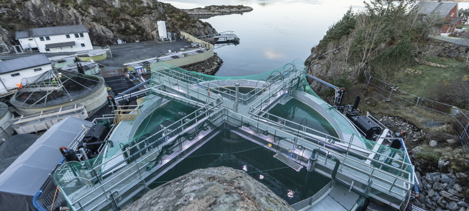 Slik har det gått med fisken i Optiras-systemet