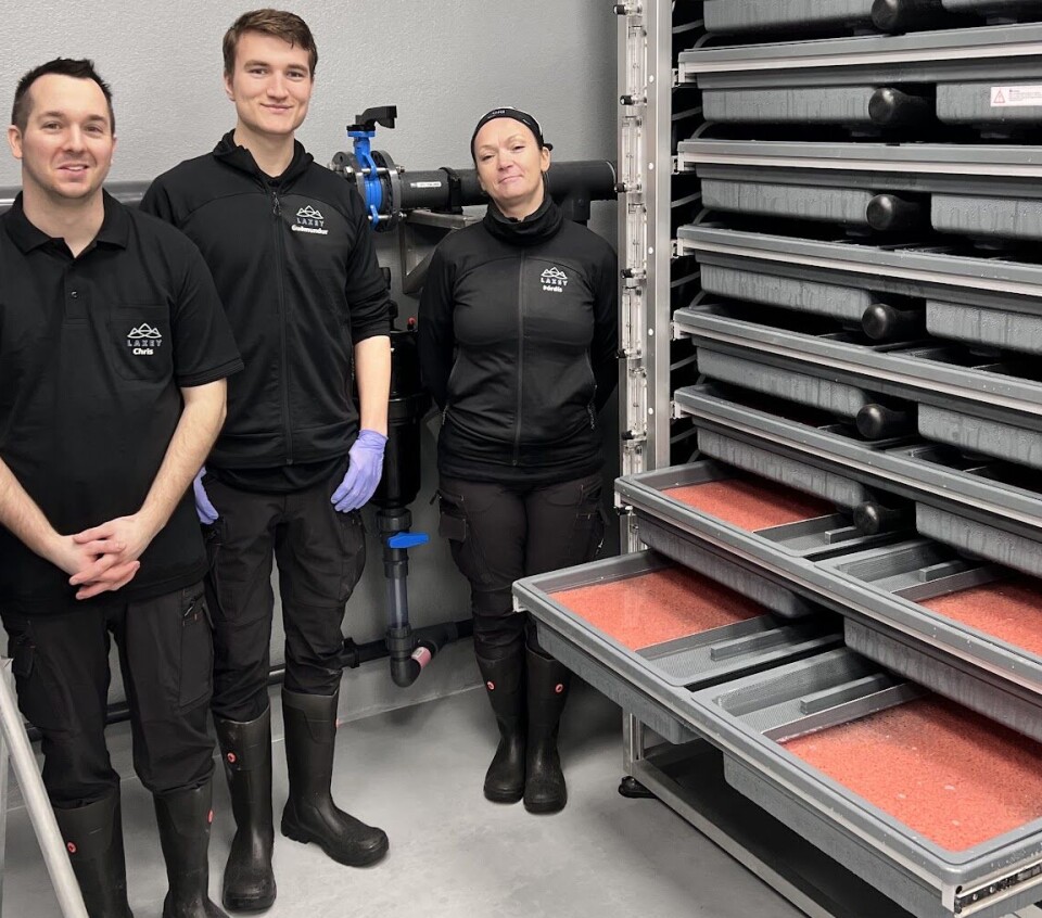 Laxey la inn sitt første rogninnlegg i slutten av nov 2023, og ambisjonen er å få fisken opp til 100 gram før den videreføres til matfiskavdelingen som er under bygging.