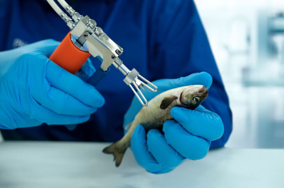 Pharmaq vaksinering, vaksine