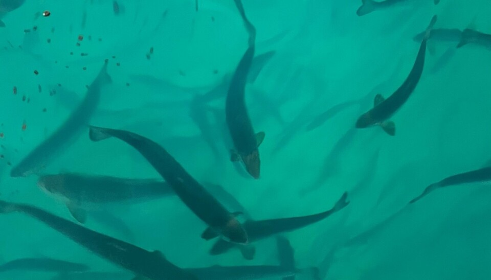 Bilde av laks som har blitt overført til Proximar Seafoods postsmoltavdeling.
