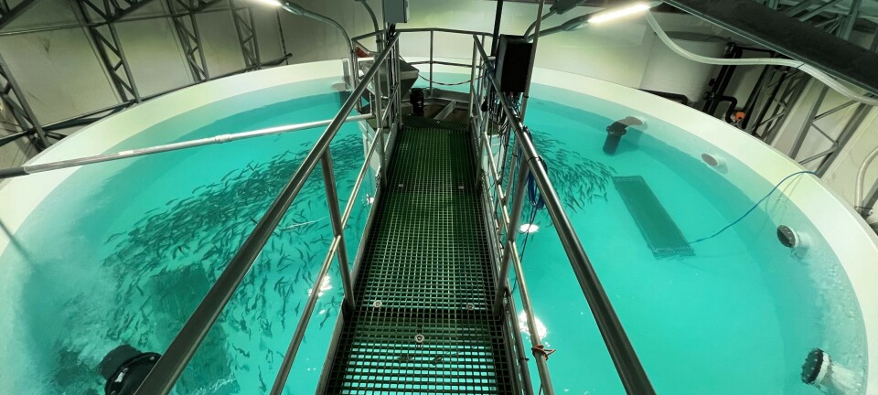 Fisken har vokst fra 100 gram til ett kilo på fire måneder