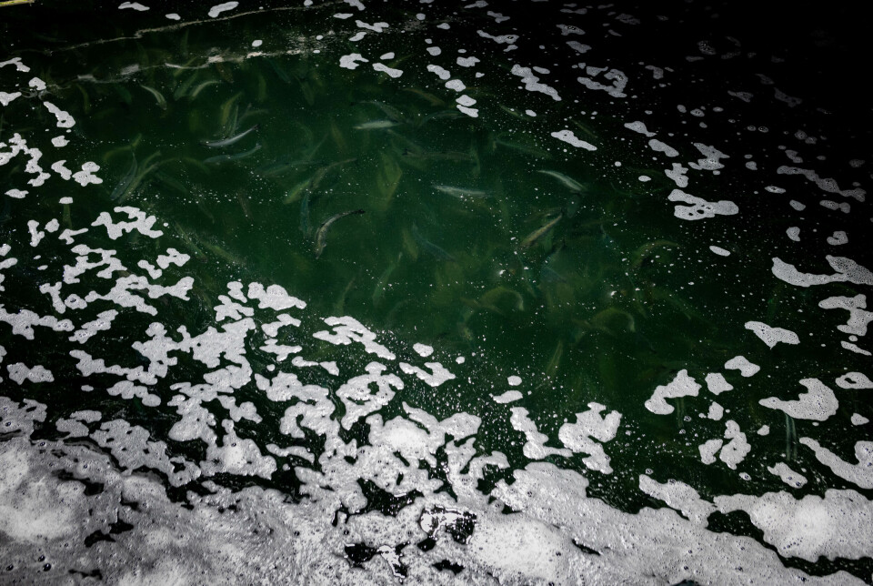 Fisken skal etter hvert vokse til 700 gram før den settes i sjøen. Gjennomsnittstettheten i karene skal ikke overstige 65 kg/kbm.