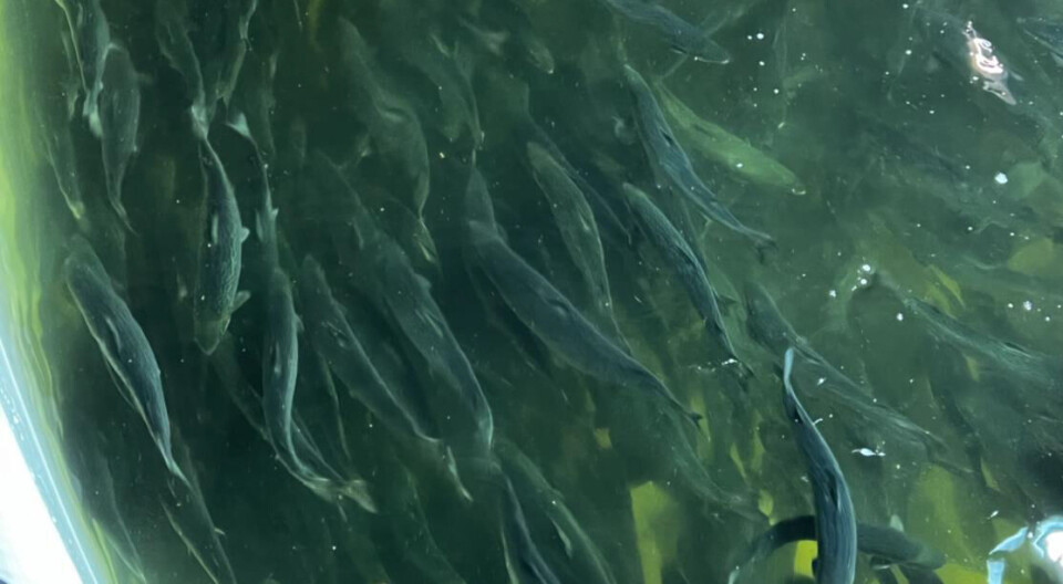 Biofilterproblemer hos Proximar Seafood